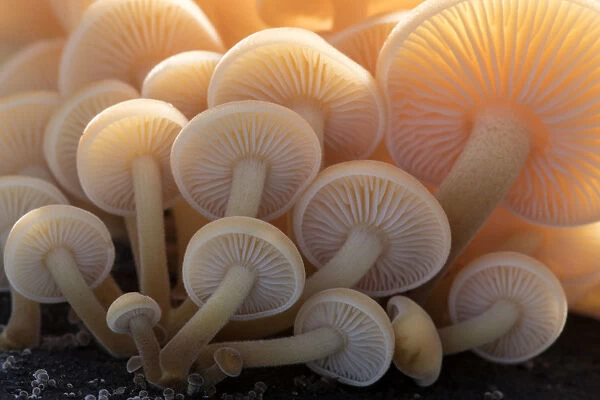 Close-up of the gills of a group of small mushrooms (unidentified), north Cornwall, UK