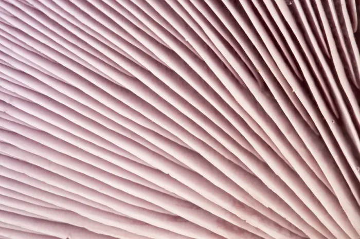 Framed Print : Close-up of gills of mushroom, Bradgate Park, The National Forest, Leicestershire Framed Print : Close-up of gills of mushroom, Bradgate Park, The National Forest, Leicestershire