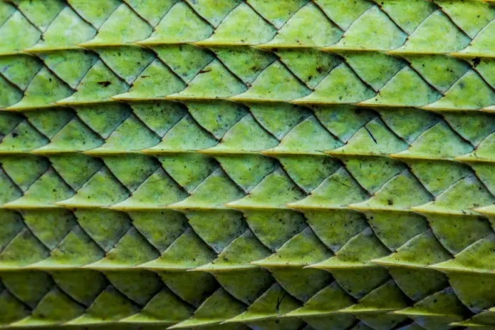 Framed Print : Close-up of the Green garden lizard (Calotes calotes) scales on the abdomen. Captive Framed Print : Close-up of the Green garden lizard (Calotes calotes) scales on the abdomen. Captive