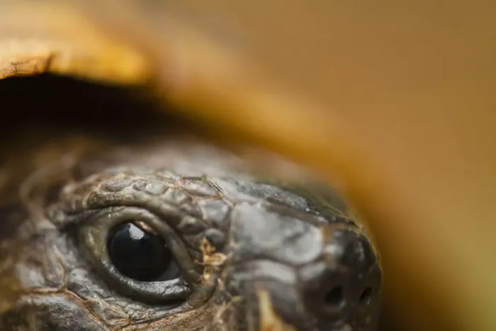 Framed Print : Close-up of Hermanns tortoise (Testudo hermanni) head, Djerdap National Park