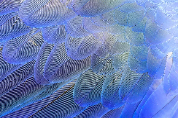 Close-up of Hyacinth Macaw (Anodorhynchus hyacinthinus feathers, Brazil