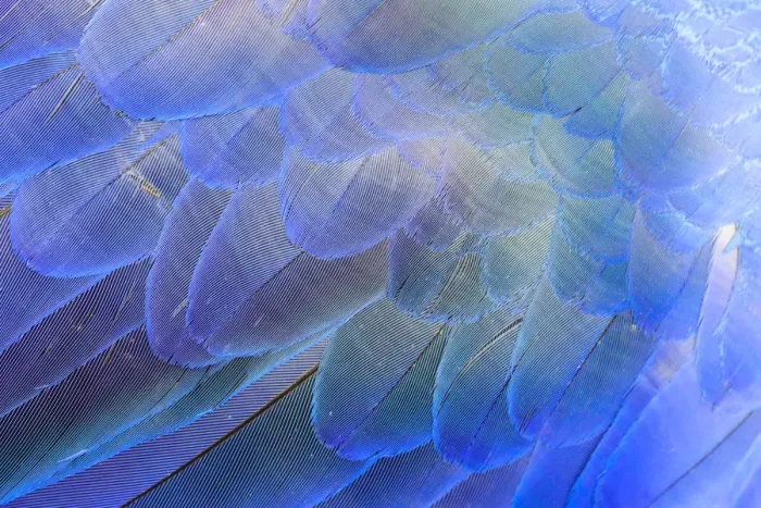 Framed Print : Close-up of Hyacinth Macaw (Anodorhynchus hyacinthinus feathers, Brazil Framed Print : Close-up of Hyacinth Macaw (Anodorhynchus hyacinthinus feathers, Brazil
