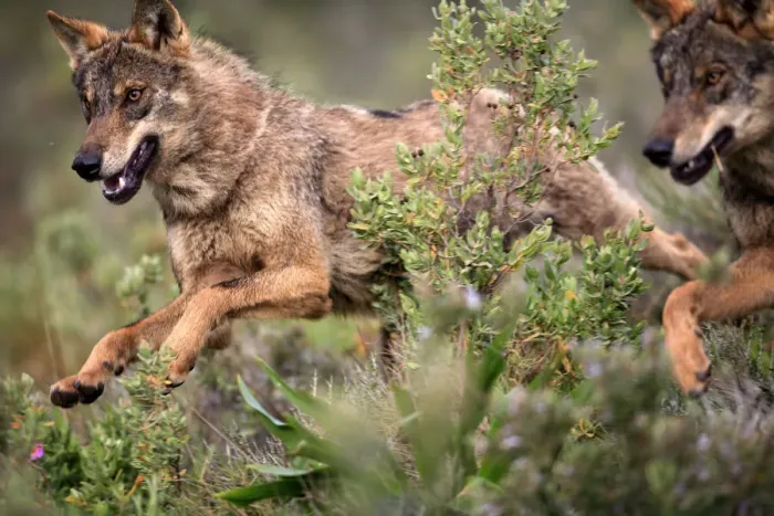Framed Print : Close-up of Iberian wolves {Canis lupus sygnatus} running, captive, Lobo Park, Antequera