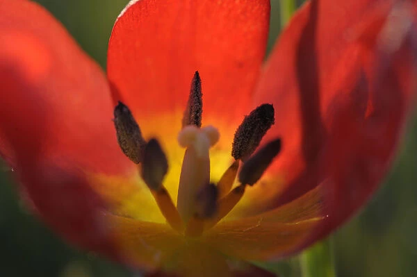 Close-up inside Wild tulip (Tulipa schrenkii) Rostovsky Nature Reserve, Rostov Region