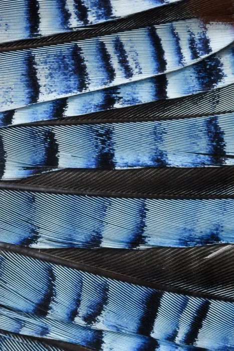 Framed Print : Close-up of a Jays (Garrulus glandarius) wing, showing blue covert feathers Framed Print : Close-up of a Jays (Garrulus glandarius) wing, showing blue covert feathers