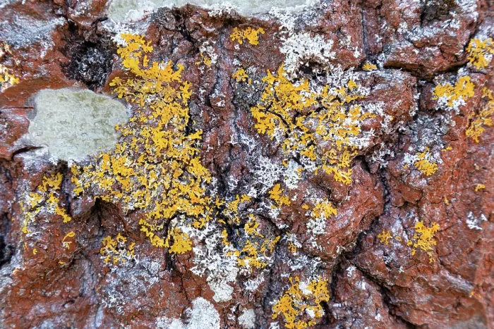 Framed Print : Close-up of lichen on the bark of a mature Aspen (Populus tremula) tree, Insh Marshes, Cairngorms National Park, Scotland, UK. April Framed Print : Close-up of lichen on the bark of a mature Aspen (Populus tremula) tree, Insh Marshes, Cairngorms National Park, Scotland, UK. April