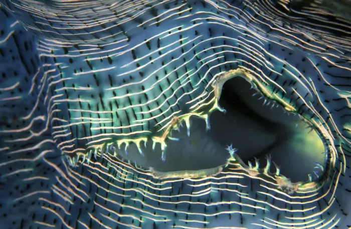 Framed Print : Close-up up of lips of giant clam (Tridacna gigas), Palau, Micronesia Framed Print : Close-up up of lips of giant clam (Tridacna gigas), Palau, Micronesia