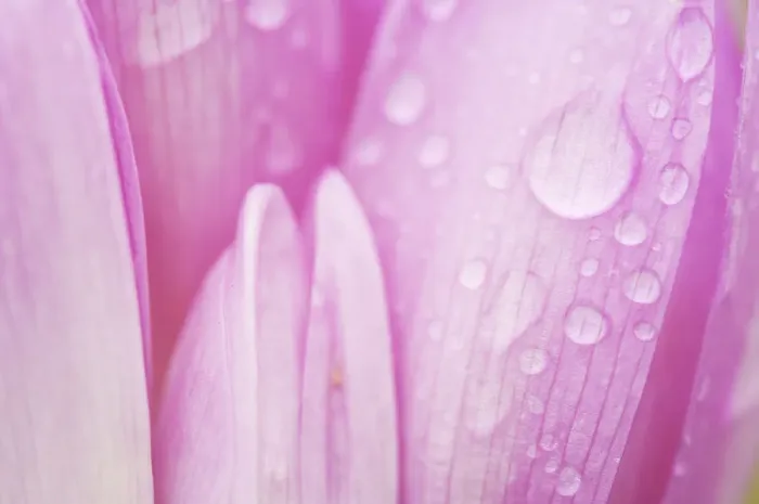 Framed Print : Close-up of Meadow saffron crocus (Colchicum autumnale) petals covered in water droplets Framed Print : Close-up of Meadow saffron crocus (Colchicum autumnale) petals covered in water droplets