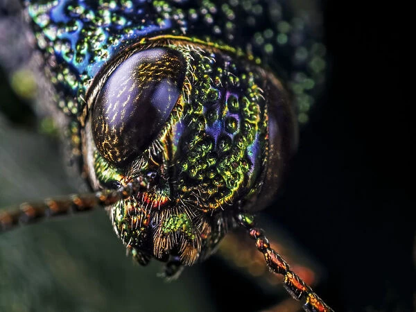 Close-up of a Metallic jewel beetle (Buspretidae) in ...