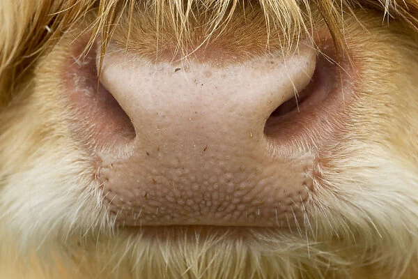 Close-up of the nose of a Highland cow (Bos taurus) Isle of Lewis, Outer Hebrides