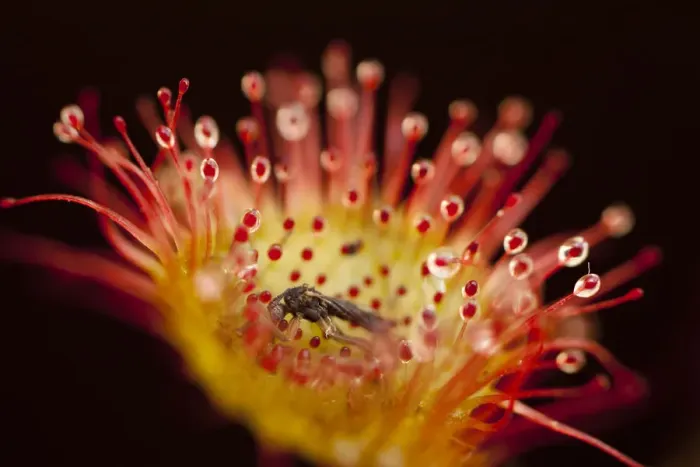 Framed Print : Close-up of of a Sundew (Drosera rotundifolia), with secretions of mucilage and a captured insect