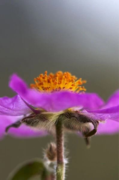 Close-up of Pink rockrose (Cistus creticus) flower, Akamas Peninsula, Cyprus, April 2009