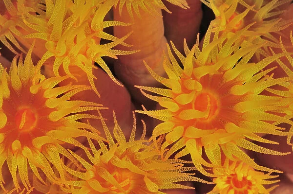 Close-up of the polyps out of a coral tree (Tubastraea coccinea) at night, Baja