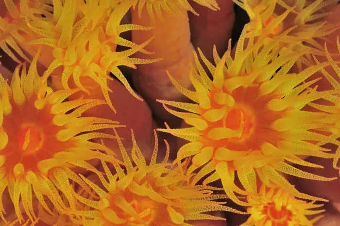 Framed Print : Close-up of the polyps out of a coral tree (Tubastraea coccinea) at night, Baja Framed Print : Close-up of the polyps out of a coral tree (Tubastraea coccinea) at night, Baja