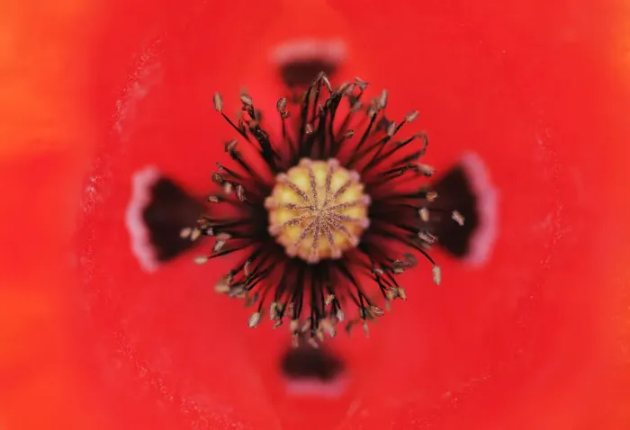 Framed Print : Close-up of Poppy flower stamens and stigma, La Serena, Extremadura, Spain, April 2009 Framed Print : Close-up of Poppy flower stamens and stigma, La Serena, Extremadura, Spain, April 2009