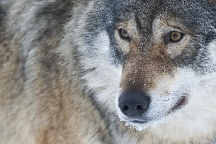 Framed Print : Close-up portrait of a European grey wolf (Canis lupus), captive, Norway, February Framed Print : Close-up portrait of a European grey wolf (Canis lupus), captive, Norway, February