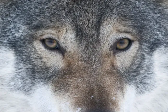 Framed Print : Close-up portrait of a European grey wolf (Canis lupus), captive, Norway, February Framed Print : Close-up portrait of a European grey wolf (Canis lupus), captive, Norway, February