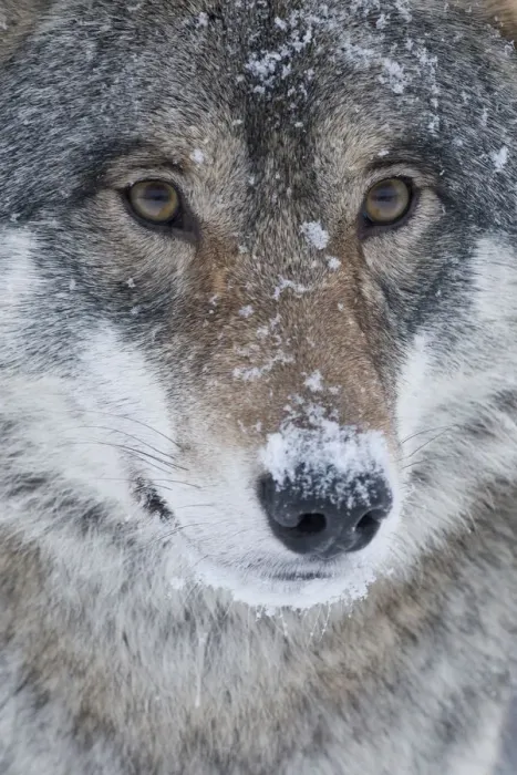 Framed Print : Close-up portrait of a European grey wolf (Canis lupus), captive, Norway, February Framed Print : Close-up portrait of a European grey wolf (Canis lupus), captive, Norway, February