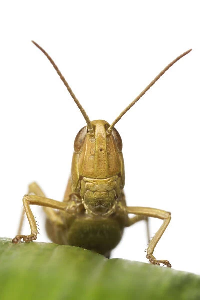 Close-up portrait of a Lesser marsh grasshopper (Chorthippus albomarginatus), Leicestershire