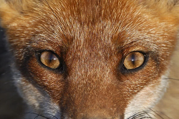 Close-up portrait of a Red Fox (Vulpes vulpes). Vosges, France, June