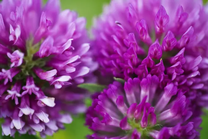 Framed Print : Close-up of Red clover (Trifolium pratense) flowers, Eastern Slovakia, Europe, June 2009 Framed Print : Close-up of Red clover (Trifolium pratense) flowers, Eastern Slovakia, Europe, June 2009
