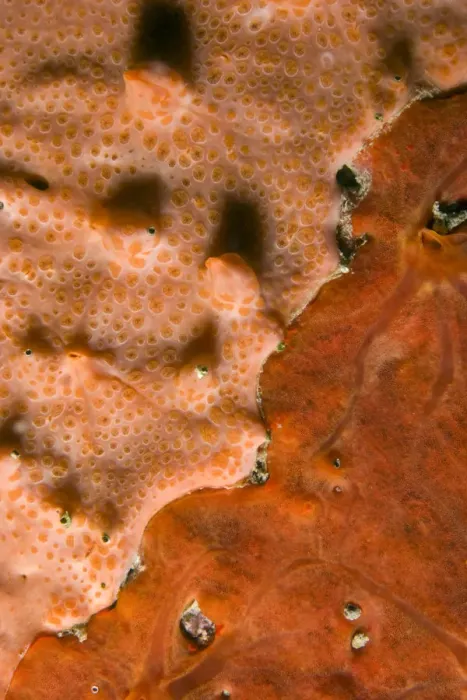 Framed Print : Close-up of rock covered with encrusting sponge (Spirastrella cunctatrix) and (Phorbas Framed Print : Close-up of rock covered with encrusting sponge (Spirastrella cunctatrix) and (Phorbas
