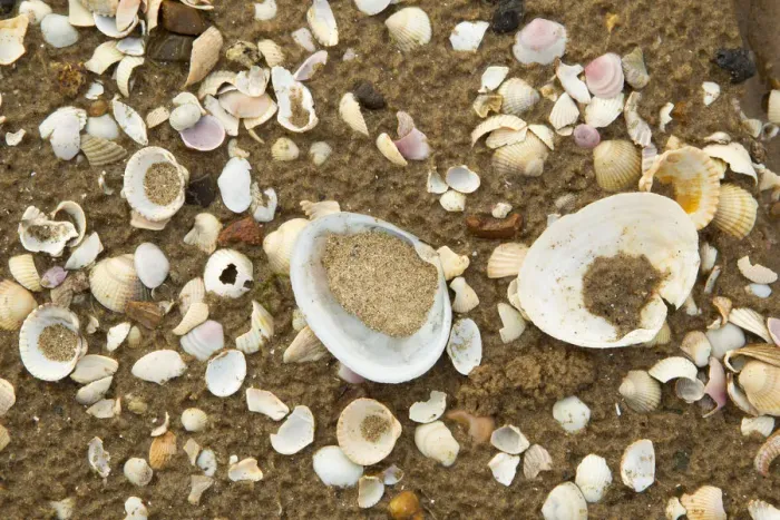 Framed Print : Close-up of shells on tide line. Sandyhills Bay, Solway Firth, Dumfries and Galloway Framed Print : Close-up of shells on tide line. Sandyhills Bay, Solway Firth, Dumfries and Galloway