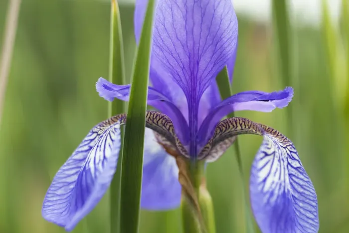 Framed Print : Close-up of Siberian iris (Iris sibirica) flower, Eastern Slovakia, Europe, June 2009 Framed Print : Close-up of Siberian iris (Iris sibirica) flower, Eastern Slovakia, Europe, June 2009
