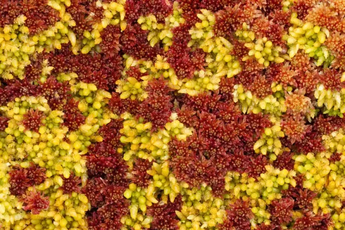 Framed Print : Close-up of Sphagnum moss (Sphagnum sp) Flow Country, Sutherland, Highlands, Scotland Framed Print : Close-up of Sphagnum moss (Sphagnum sp) Flow Country, Sutherland, Highlands, Scotland