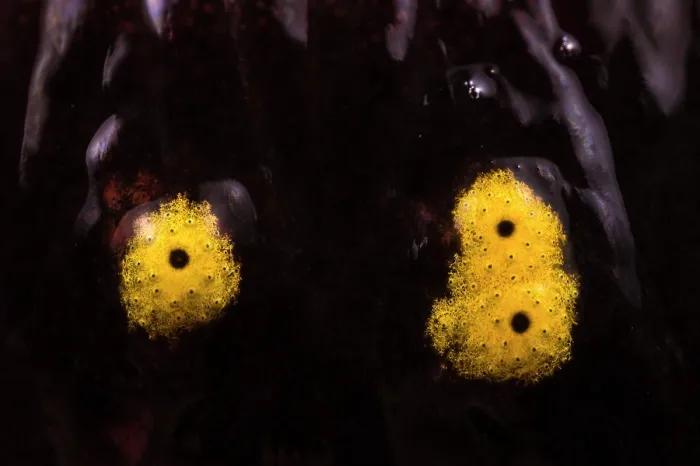 Framed Print : Close-up of spots on skin of Fire salamander (Salamandra salamandra), Aveto Regional Park, Italy