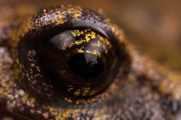Framed Print : Close-up of Strinati's cave salamander's (Speleomantes strinatii) eye, San Bartolomeo di Savignone, Italy Framed Print : Close-up of Strinati's cave salamander's (Speleomantes strinatii) eye, San Bartolomeo di Savignone, Italy