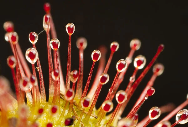 Close-up of the tentacles of a Sundew (Drosera rotundifolia), with secretions of mucilage