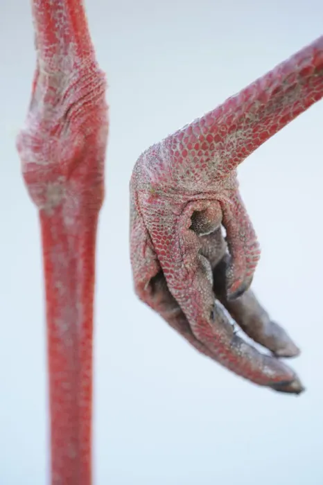 Framed Print : Close-up of White stork (Ciconia ciconia) foot, La Serena, Extremadura, Spain, March 2009