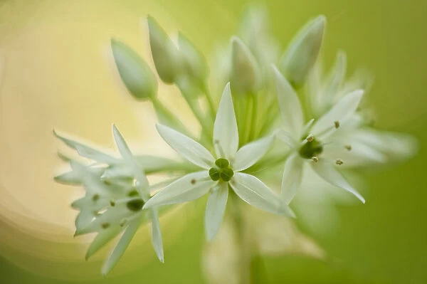 Close-up of Wild garlic (Allium ursinum) flowers, Hallerbos, Belgium, April 2009