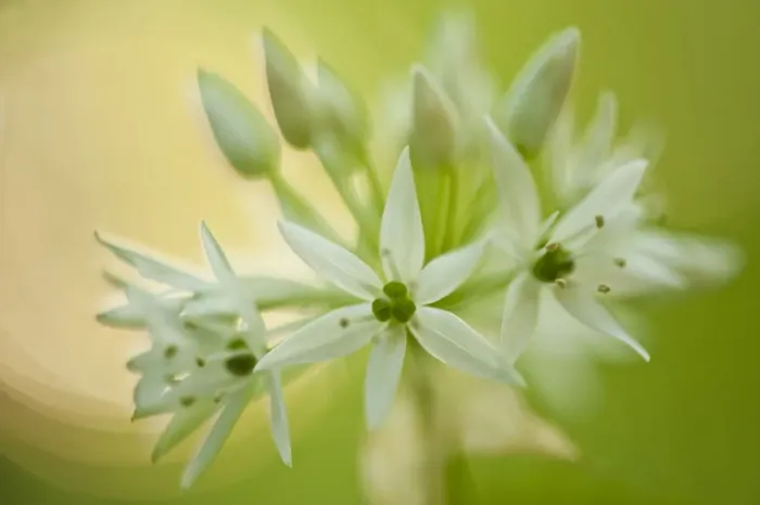 Framed Print : Close-up of Wild garlic (Allium ursinum) flowers, Hallerbos, Belgium, April 2009