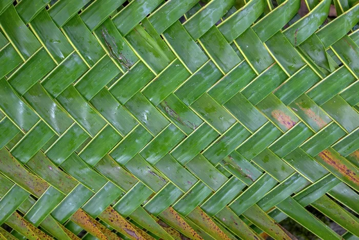 Framed Print : Close-up of woven palm leaves, Loaua Island, Murat Marine Protected Area, Bismarck Archipelago, New Ireland Province, Papua New Guinea. November, 2023
