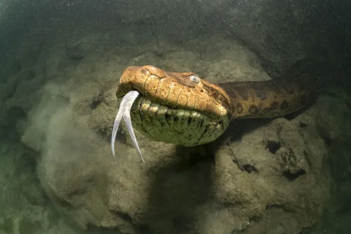 Framed Print : Close view of a Green anaconda, (Eunectes murinus) underwater, Formoso River, Bonito