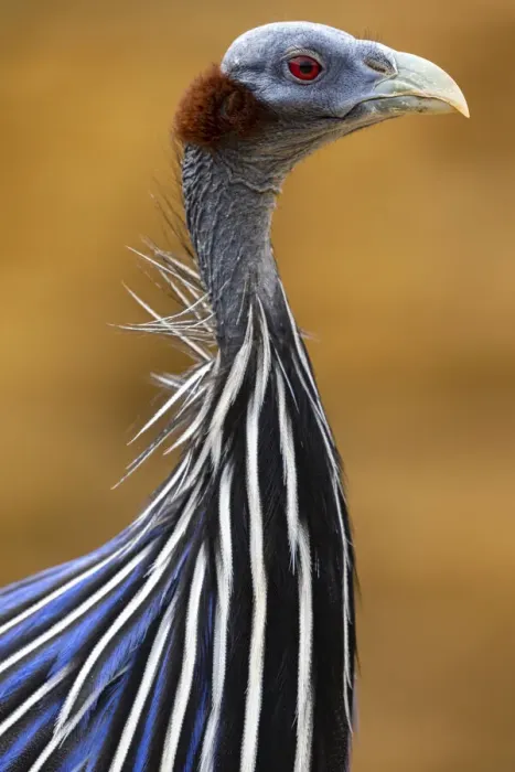 Framed Print : Close up of Vulturine guineafowl (Acryllium vulturinum), Samburu game reserve, Kenya Framed Print : Close up of Vulturine guineafowl (Acryllium vulturinum), Samburu game reserve, Kenya