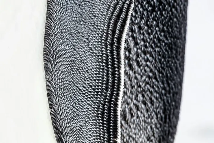Framed Print : Close up of the wing of an Emperor penguin (Aptenodytes forsteri), Gould Bay, Weddell Sea, Antarctica Framed Print : Close up of the wing of an Emperor penguin (Aptenodytes forsteri), Gould Bay, Weddell Sea, Antarctica