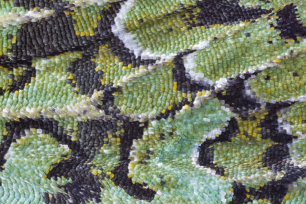 Close up of wing of Merveille-du-Jour moth (Dichonia aprilina), with scales clearly visible