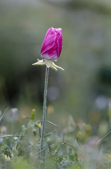 Framed Print : A closed pink Turban buttercup (Ranunculus asiaticus) flower, Hisarky, Northern Cyprus Framed Print : A closed pink Turban buttercup (Ranunculus asiaticus) flower, Hisarky, Northern Cyprus