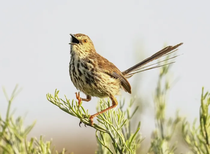 Framed Print : Cloud cisticola (Cisticola textrix) male, perched on a twig over breeding territory, singing, West Coast National Park, Langebaan, Cape Province, South Africa Framed Print : Cloud cisticola (Cisticola textrix) male, perched on a twig over breeding territory, singing, West Coast National Park, Langebaan, Cape Province, South Africa
