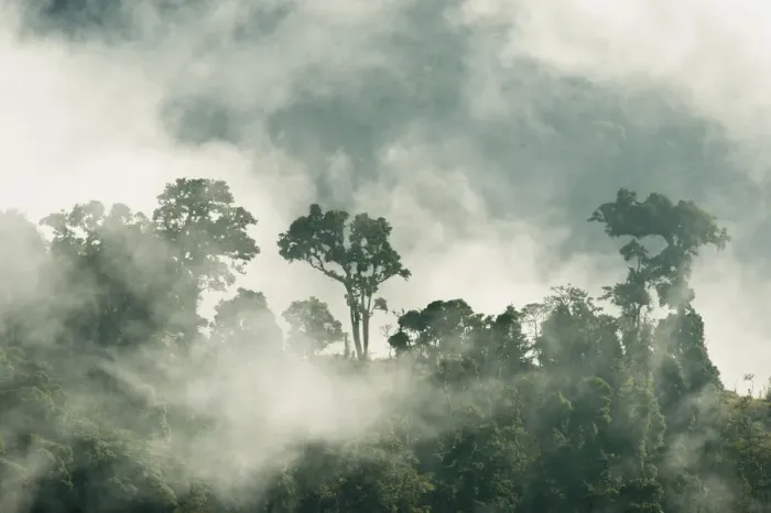 Framed Print : Cloud forest of the Talamanca Range, Talamanca Range-La Amistad Reserves / La Amistad Framed Print : Cloud forest of the Talamanca Range, Talamanca Range-La Amistad Reserves / La Amistad
