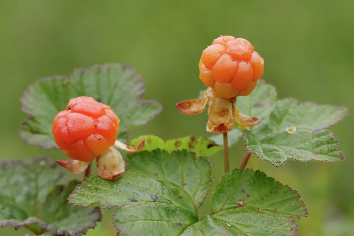Framed Print : Cloudberries (Rubus chamaemorus), Riisitunturi National Park, Finnish Lapland, Finland. July