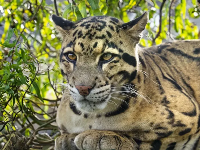 Framed Print : Clouded leopard (Neofelis nebulosa) portrait, captive, occurs in the Himalayas Framed Print : Clouded leopard (Neofelis nebulosa) portrait, captive, occurs in the Himalayas