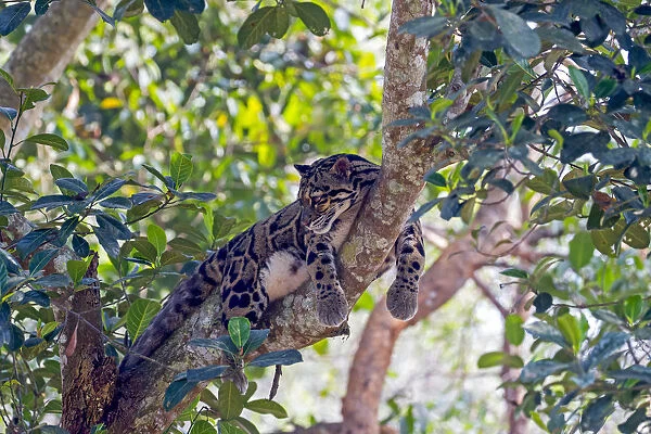 Clouded leopard (Neofelis nebulosa) resting in tree, Tripura state, India. Captive