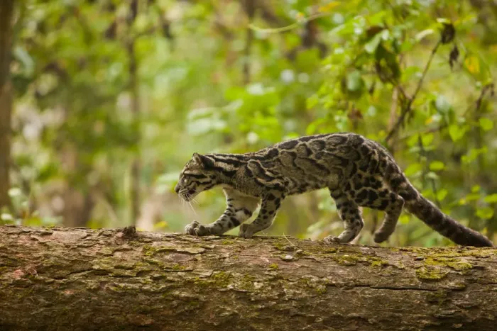 Framed Print : Clouded leopard (Neofelis nebulosa) walking along fallen tree trunk, Assam, India, captive Framed Print : Clouded leopard (Neofelis nebulosa) walking along fallen tree trunk, Assam, India, captive