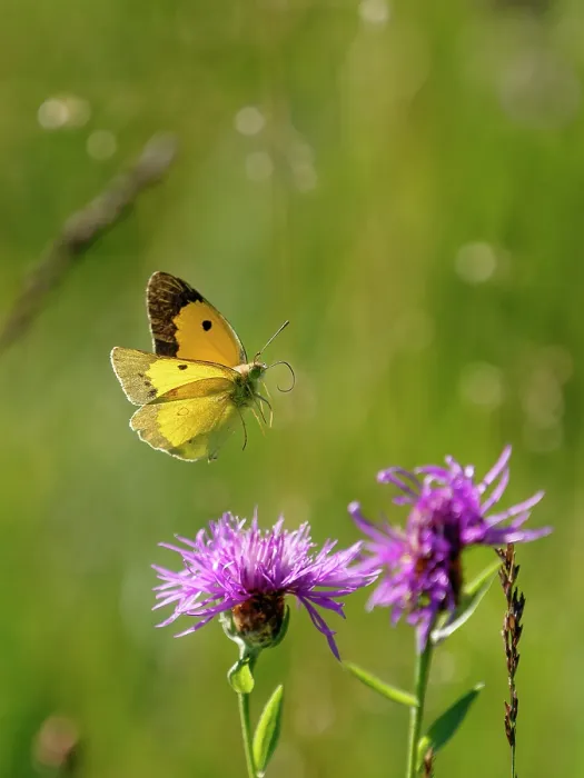 Framed Print : Clouded yellow butterfly (Colias crocea) male, in flight over purple flowers, Upper Bavaria, Germany. July Framed Print : Clouded yellow butterfly (Colias crocea) male, in flight over purple flowers, Upper Bavaria, Germany. July
