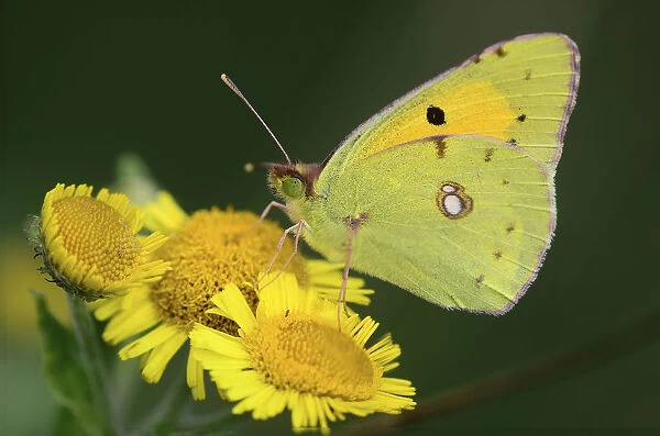 Clouded yellow butterfly (Colias croceus) on Fleabane. Dorset, UK, August