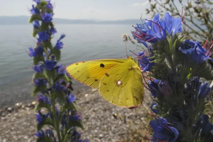 Framed Print : Clouded yellow butterfly (Colias croceus) feeding on Vipers bugloss (Echium vulgare) Lagadin region Framed Print : Clouded yellow butterfly (Colias croceus) feeding on Vipers bugloss (Echium vulgare) Lagadin region